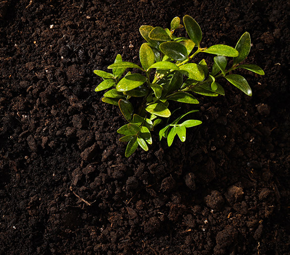 Plant Nutrients and Fertilizers